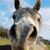 Liz Schaechterle's profile image