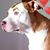 Renee Borntrager's profile image