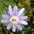 Terri Seawell Landrum's profile image