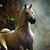 Tarek A Rahman's profile image
