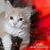 Nam H. Do's profile image