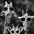 Nancy Hines Hunt's profile image