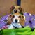 Julia Ferrell Harris's profile image