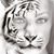 Krystal Vayda's profile image