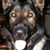 Debbie Belluomo's profile image
