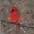 Laura Barrie's profile image