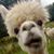 Elizabeth Rolf Kanerva's profile image