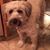 Bailey El Wheaten Terrier's profile image