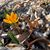 Shelly Haeffner's profile image