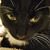 Debbie Wagner Casey's profile image