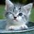 Lisa Ramey's profile image