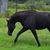 Anne Brookover's profile image