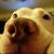 Carrie Duffy's profile image