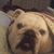 Susan Dewitt Perez's profile image