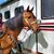 Shauna Renier's profile image