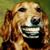 Rob Browning's profile image