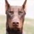 Christopher Prue's profile image