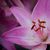 Jennifer Pugh Fitzpatrick's profile image