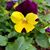 Annette Sue Brittson's profile image
