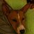Patti Cotelle-Keniston's profile image