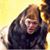 Chris Rothel's profile image