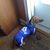 Derek de Pinho's profile image