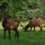 Shawna Dale Smeltzer's profile image