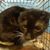 Roxanne Coryell's profile image