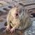 Sam Cohen's profile image