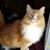 Sharon Perkin Ontiveros's profile image