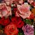 Teresa Coggins's profile image
