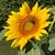 Kelly Brown Isaacs's profile image