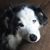 Michael S. Pelton's profile image