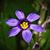 Jane Marie Vaughan Hoekstra's profile image