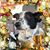 Chris Richard's profile image