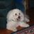 Pat Lester's profile image