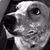 Julie Pao's profile image