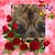 Shar Peace's profile image