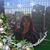 Amanda Cockburn's profile image