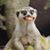 John Wilson's profile image