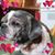 Hokie Stephen's profile image