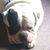 Brian Thornton's profile image