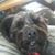 Molly Rawson-Stanfield's profile image