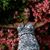Susan Drake's profile image