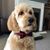 Shirl Cronce Lavook's profile image