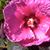 Gail Drumm's profile image