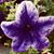 Shirley Frazier's profile image