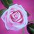 Jazmin Aguilar's profile image