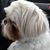 Carole Ressler Shoemaker's profile image