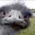 Jenn Harris Bennington's profile image